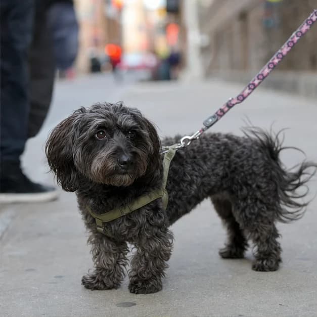 Adult Dachshund Poodle mix with a plausible wavy coat walking on a leash outdoors