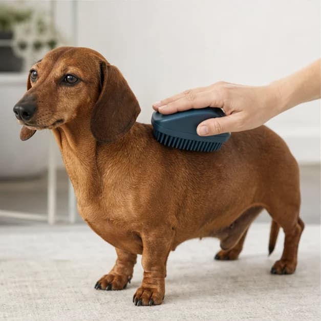 Smooth red Dachshund being gently brushed with a rubber grooming brush