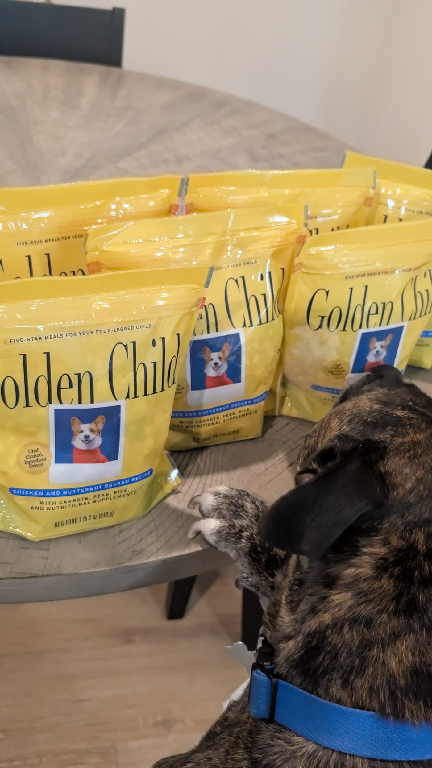 Brindle dog looking at several yellow Golden Child fresh dog food pouches on a table