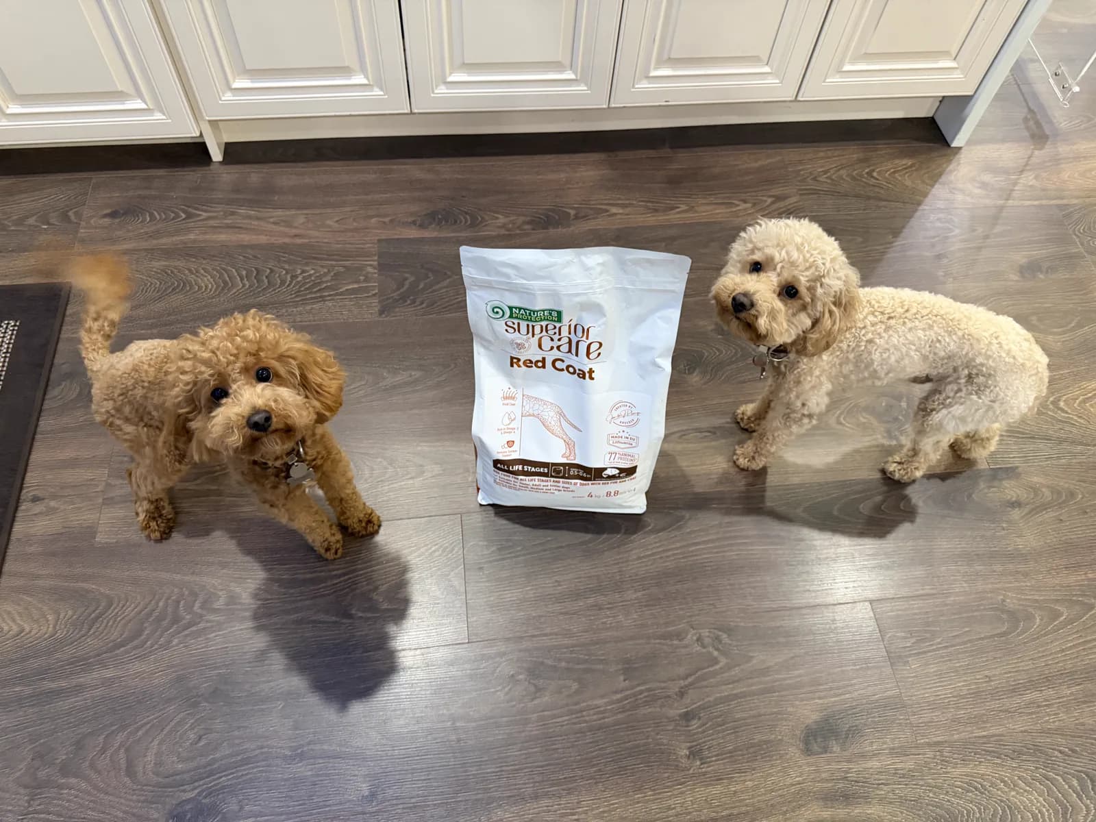 Two small curly-coated dogs beside a bag of Nature's Protection Red Coat dog food