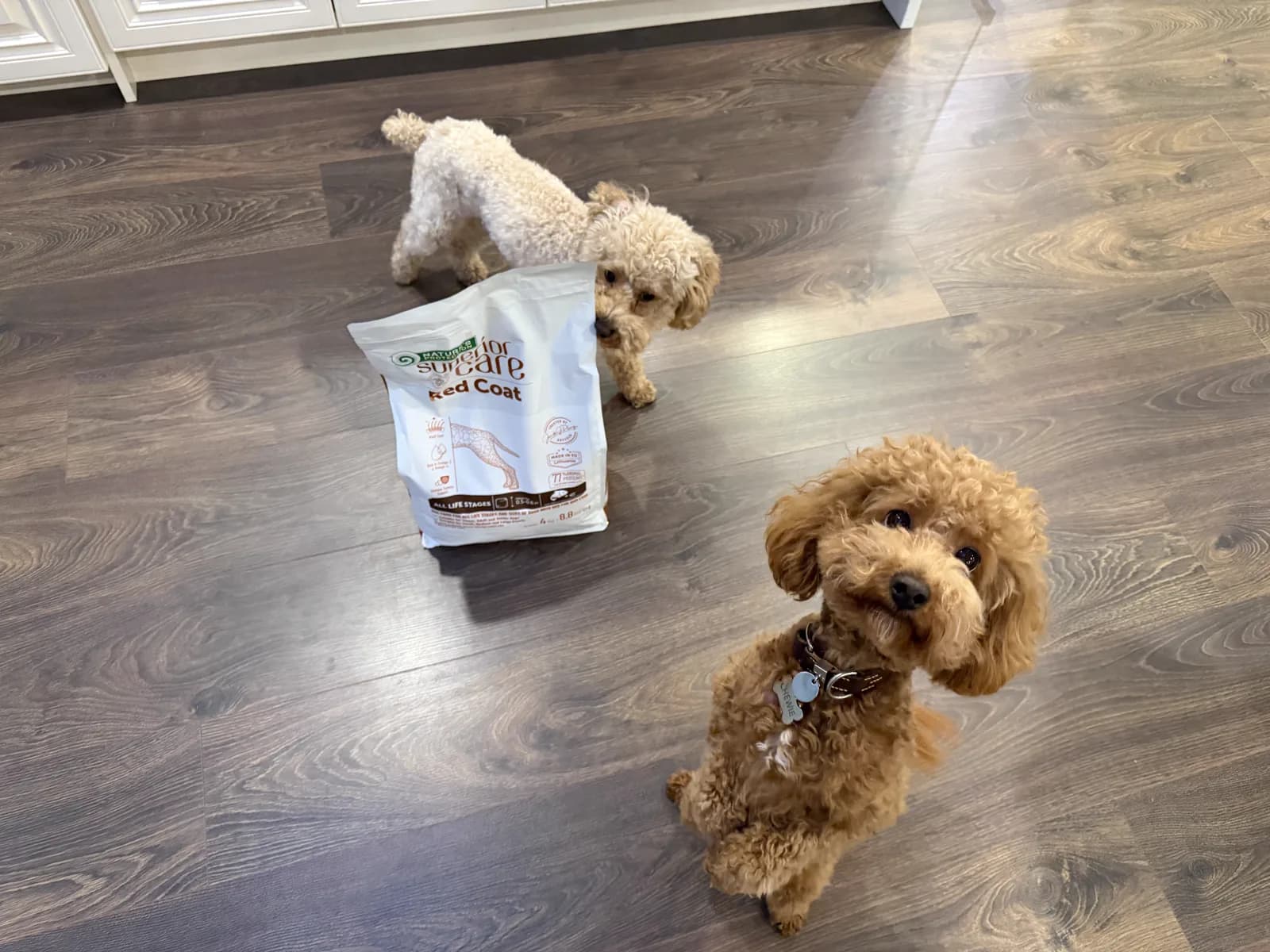 Two small curly-coated dogs posing with a Nature's Protection Red Coat food bag
