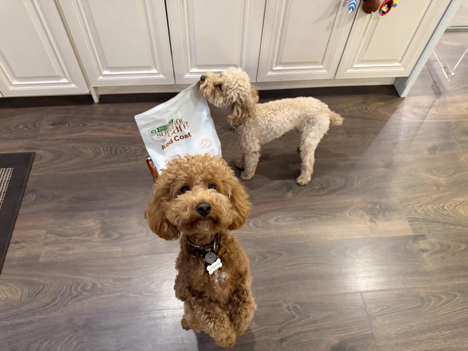 Small curly-coated dogs investigating a Nature's Protection Red Coat food bag