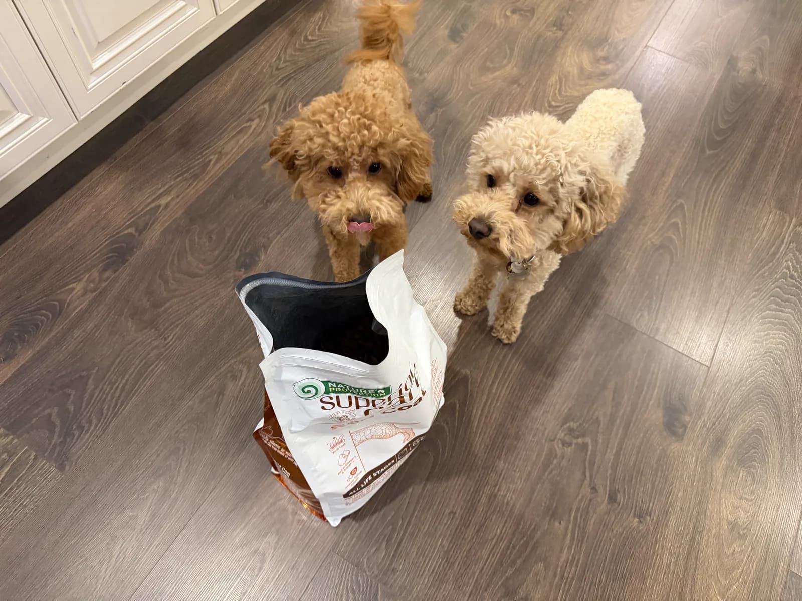 Two small dogs looking at an open bag of Nature's Protection Red Coat kibble