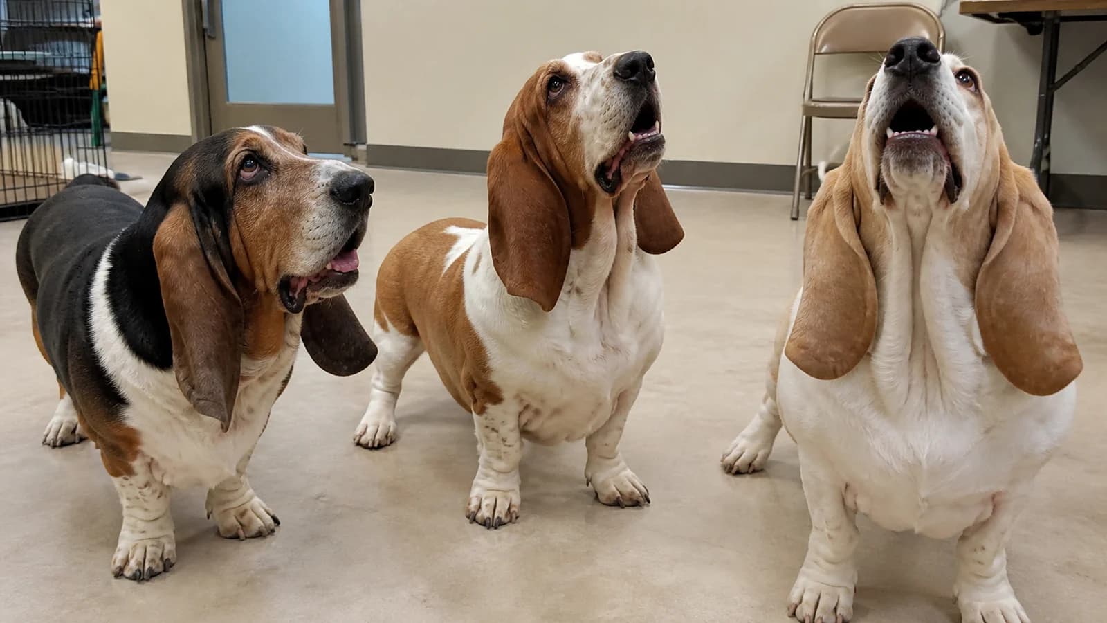 Three adult Basset Hounds showing tricolor, red-and-white and lemon-and-white coats outdoors