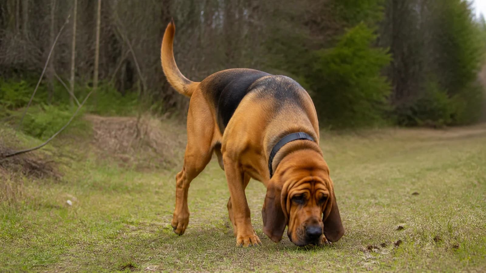 Adult Bloodhound following a scent trail with nose low in a safe grassy field