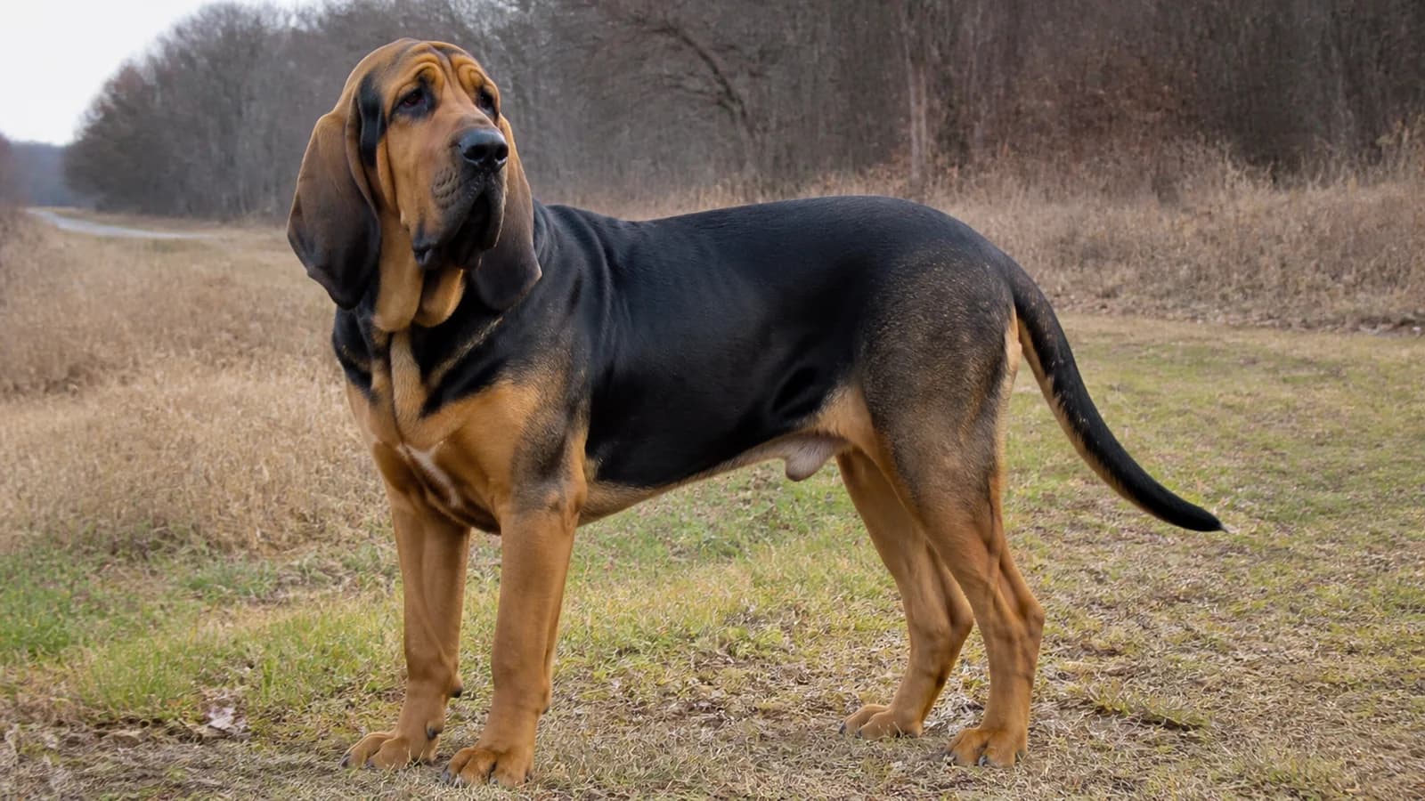 Adult black-and-tan Bloodhound standing outdoors in a three-quarter full-body portrait