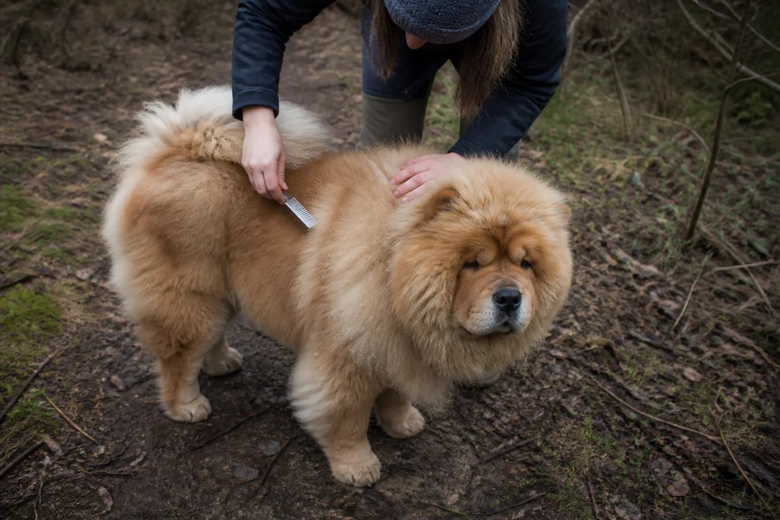 Owner line-brushing a Chow Chow undercoat in a cool grooming room