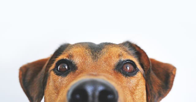 purina dog food recall