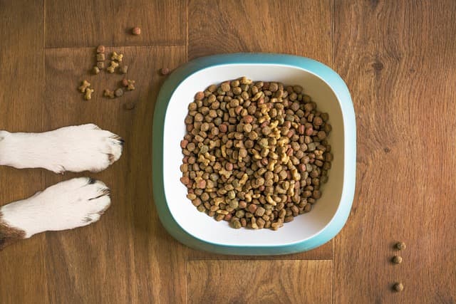 Is there a Purina Dog Food Recall? Complete Summary of "Online Rumors"