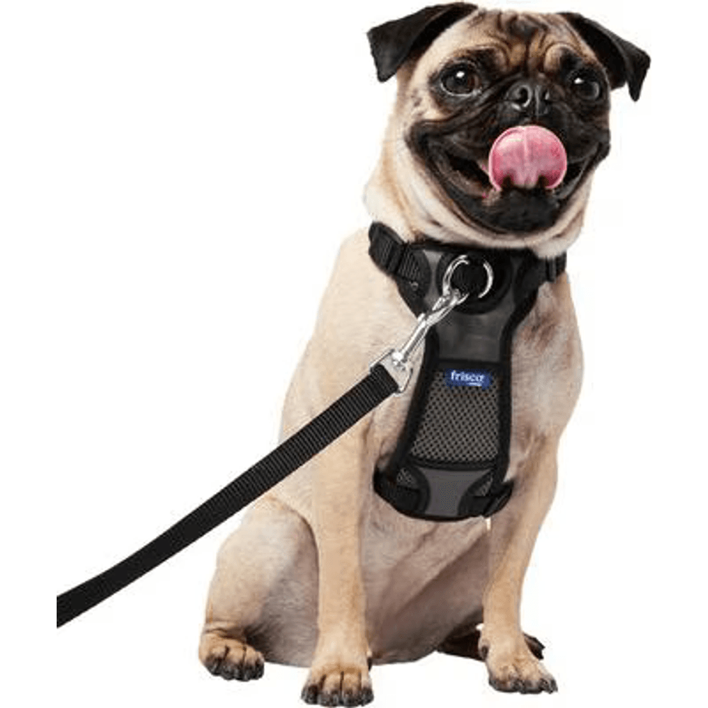 Frisco black padded no-pull dog harness on a pug, with leash