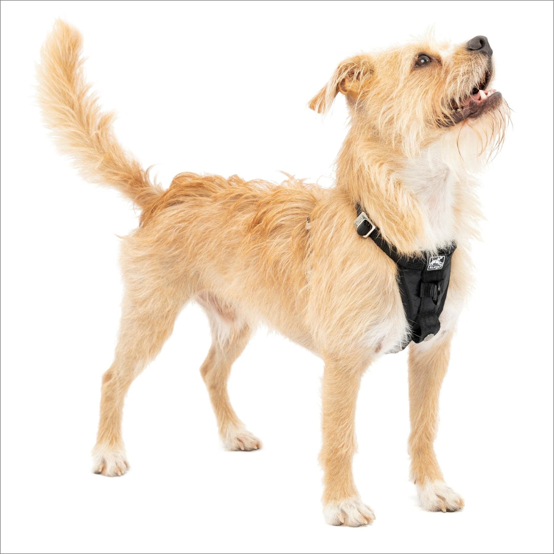 Kurgo Tru-Fit Smart Harness Reflective Dog Harness, Black, Small: 16 to 22-in chest