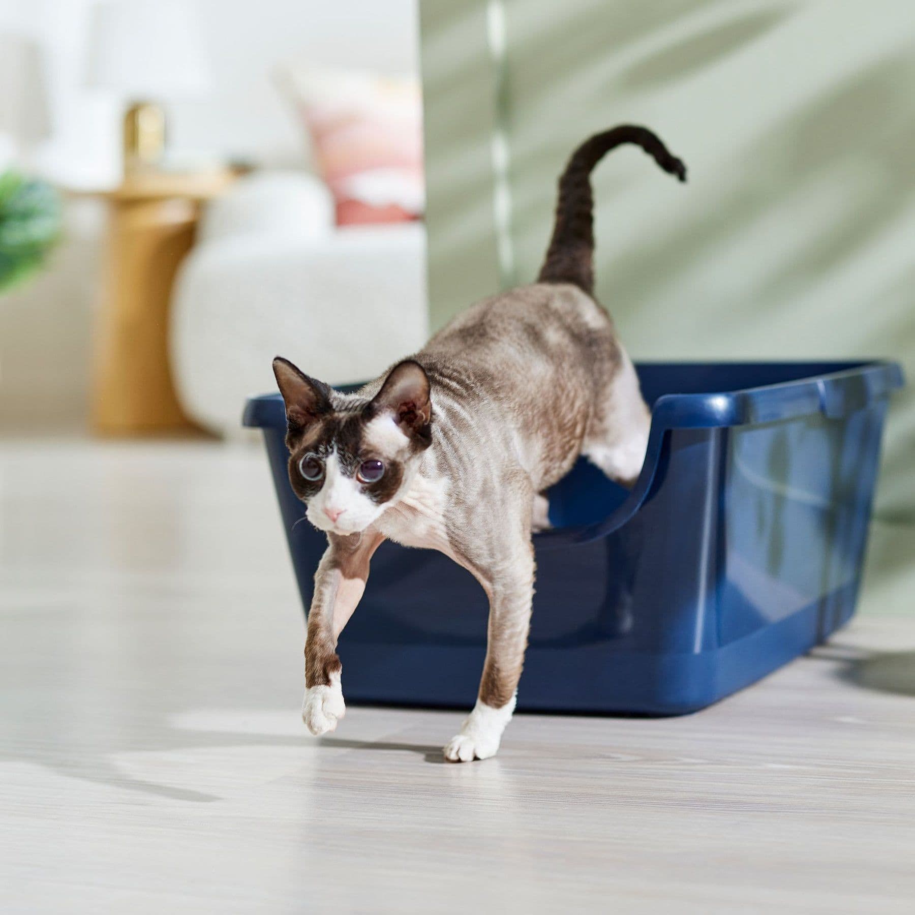 Frisco High Sided Cat Litter Box, Extra Large, Navy, 24-in