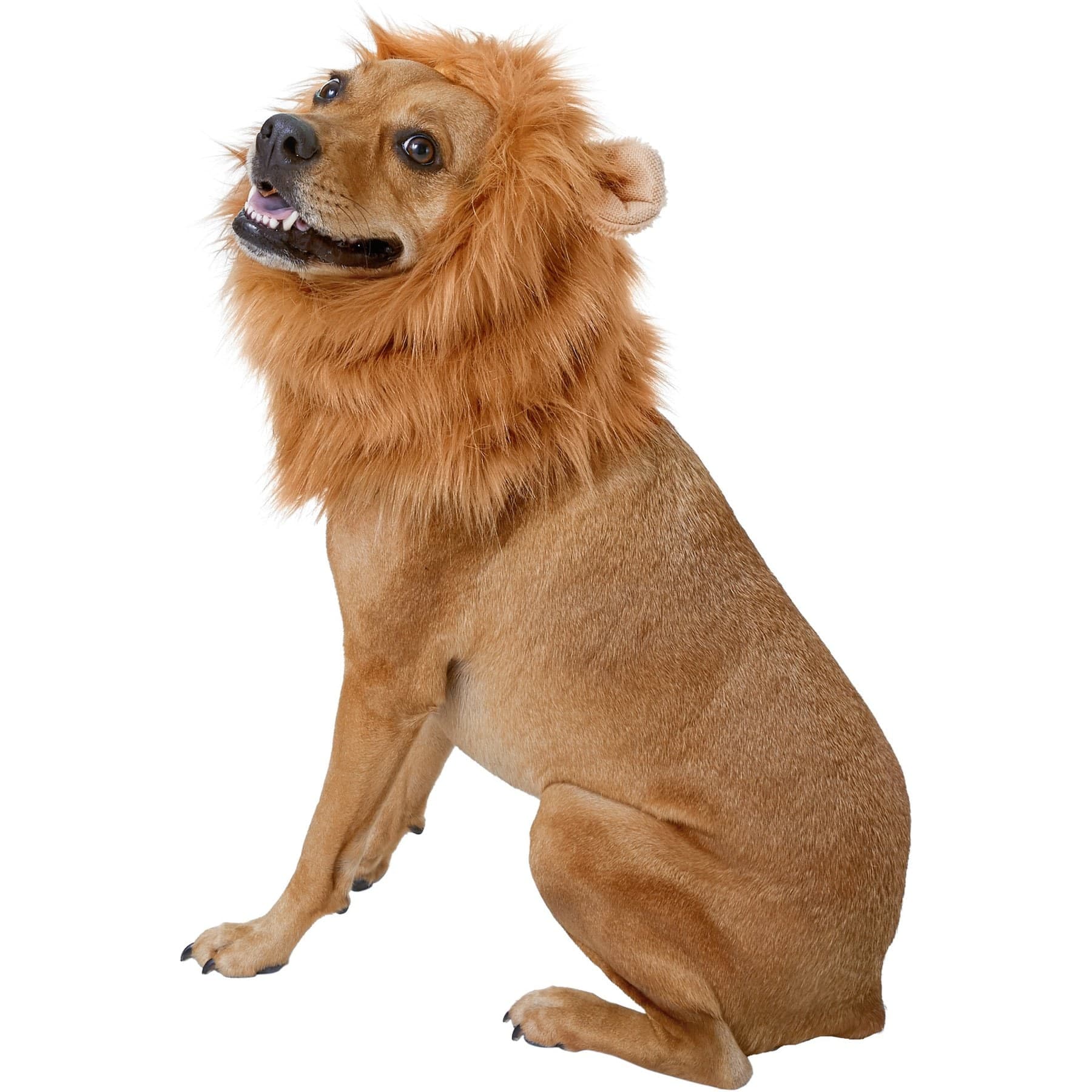 Frisco Lion Mane Dog & Cat Costume, Medium