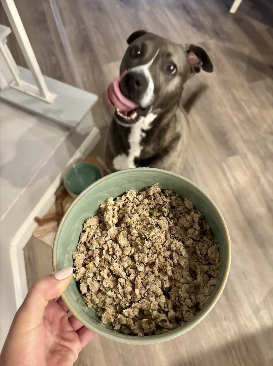 A brown and white pit mix dog licking his lips next to a bowl of Chi Dog's gently cooked fresh dog food.