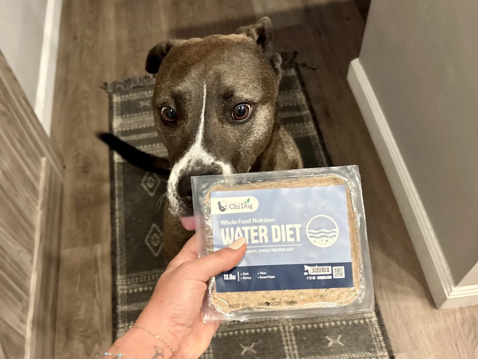 A brown and white pit mix dog sniffing a package of Chi Dog Water Diet food.