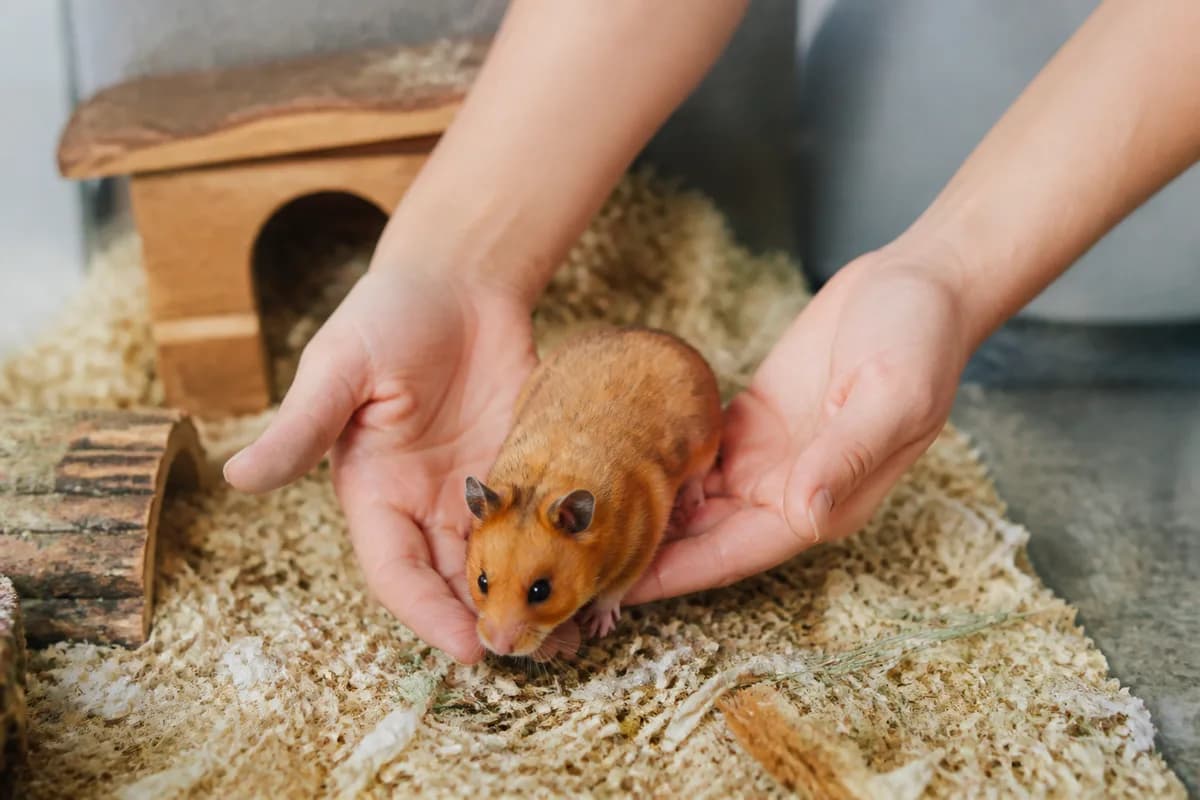 Calm hamster held in two cupped hands low over deep bedding