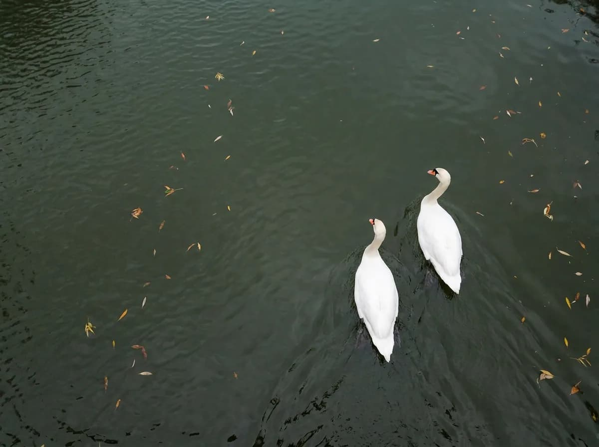 A mated pair of mute swans swimming side by side on dark river water, a bonded swan pair with necks curved toward each other