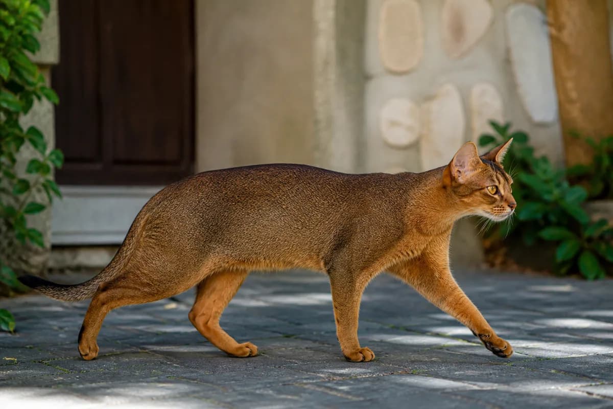 Side-profile ruddy Abyssinian walking naturally with a lithe muscular body and ticked coat visible