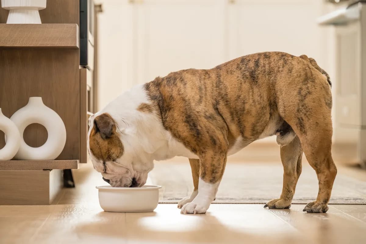 A bulldog eating from a food bowl