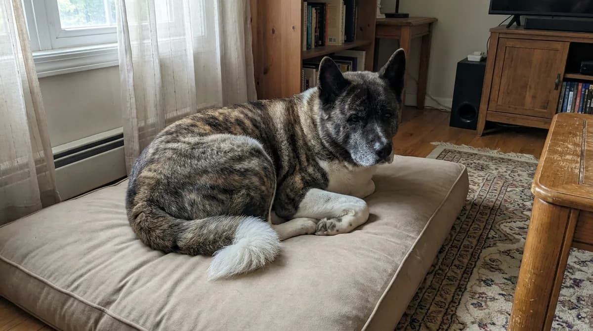Comfortable mature Akita resting on a low cushion in an ordinary home.