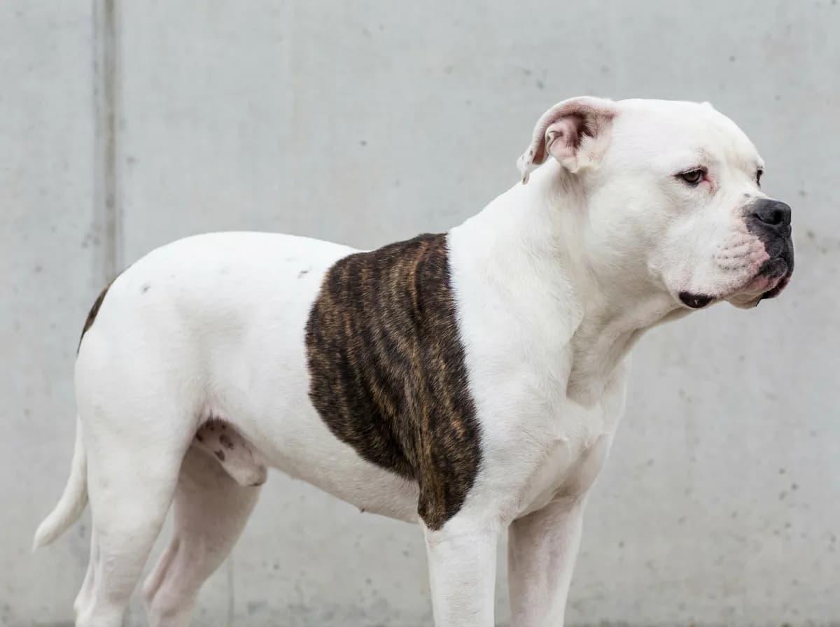 White American Bulldog with a broad brindle body patch