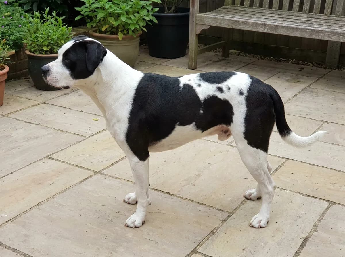 Black-and-white mixed dog standing in side profile on a paved patio