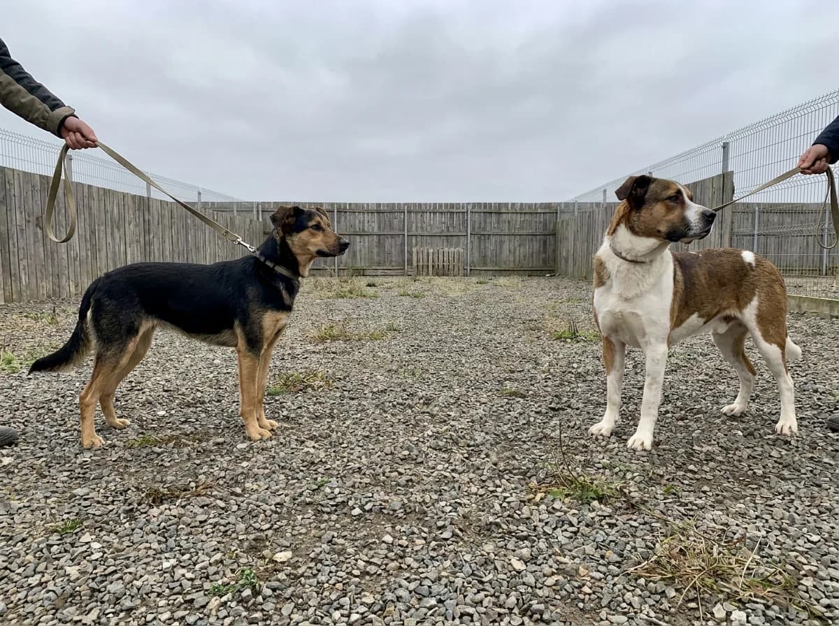 Two mixed dogs on separate slack leashes in a fenced gravel yard