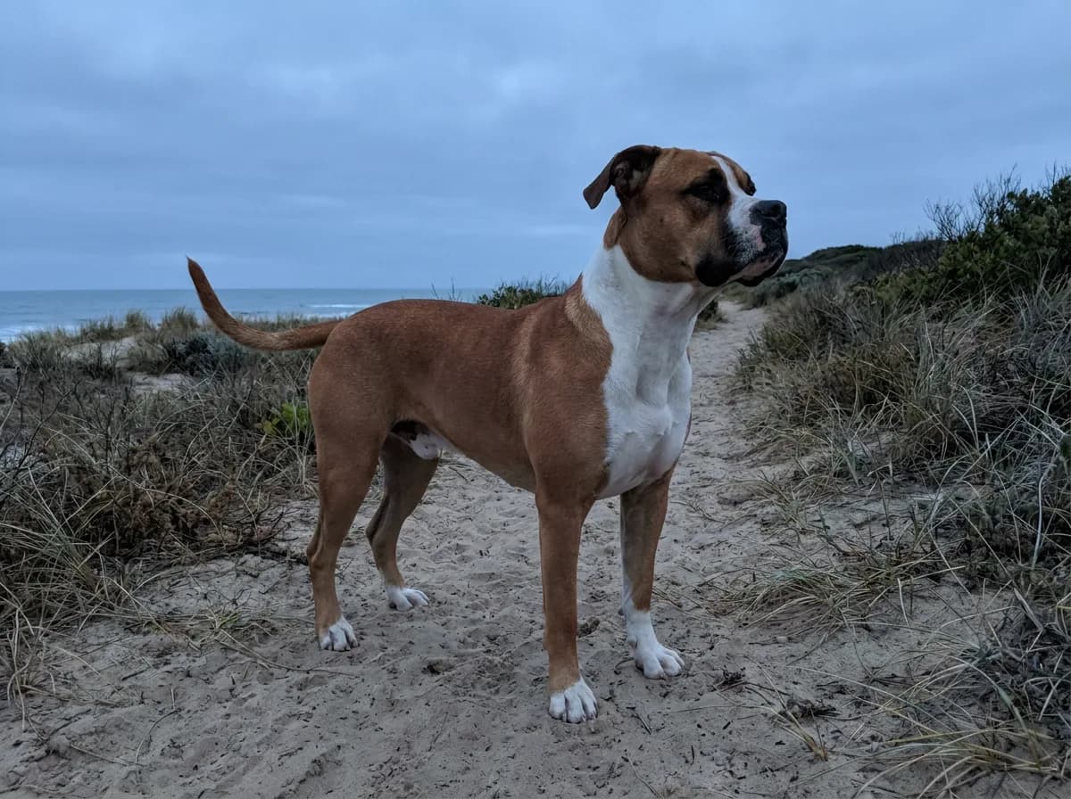 Tan-and-white American Bulldog-type mixed dog standing on a sandy coastal path