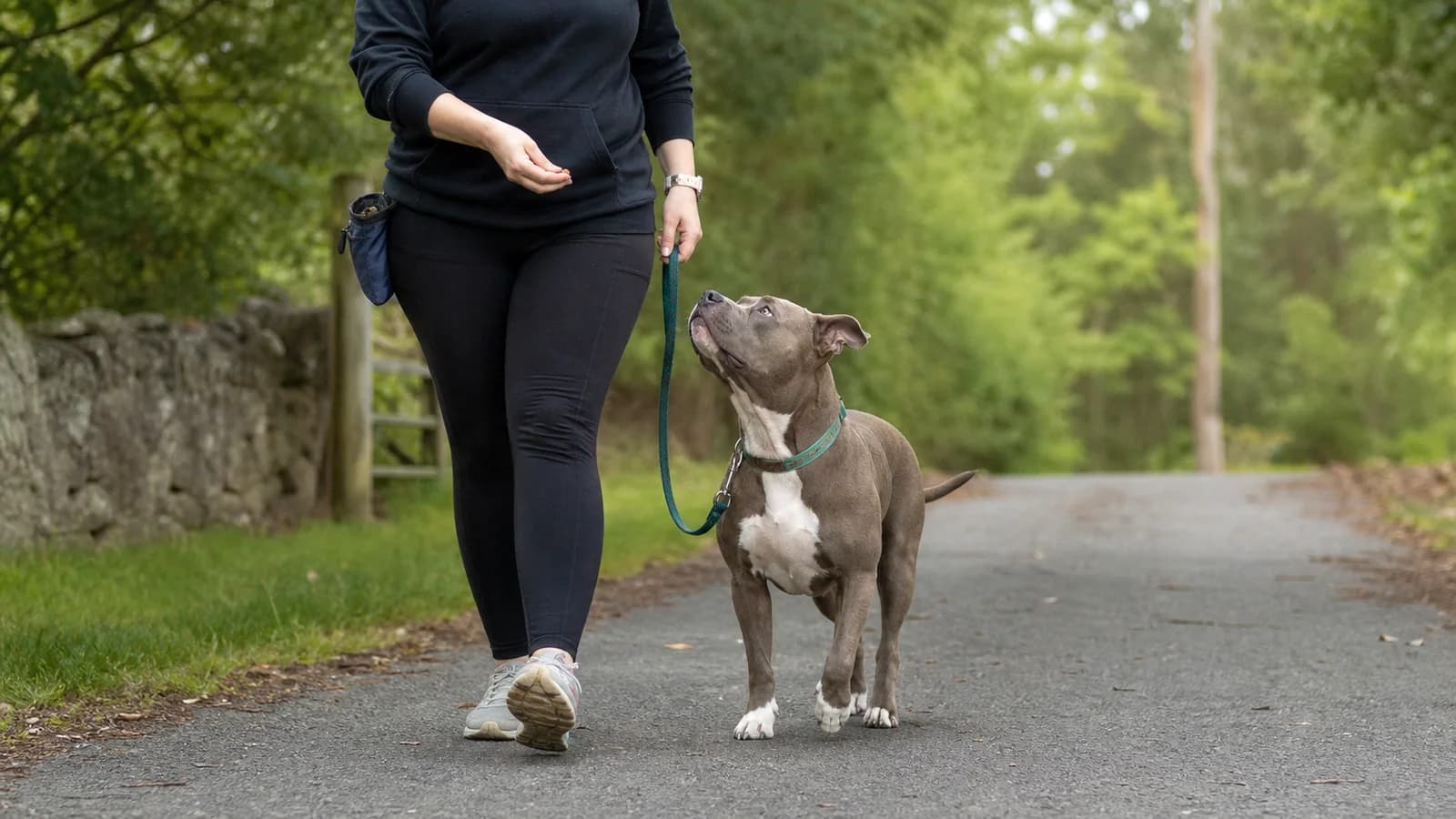 Adult American Bully practicing reward-based loose-leash walking with an owner
