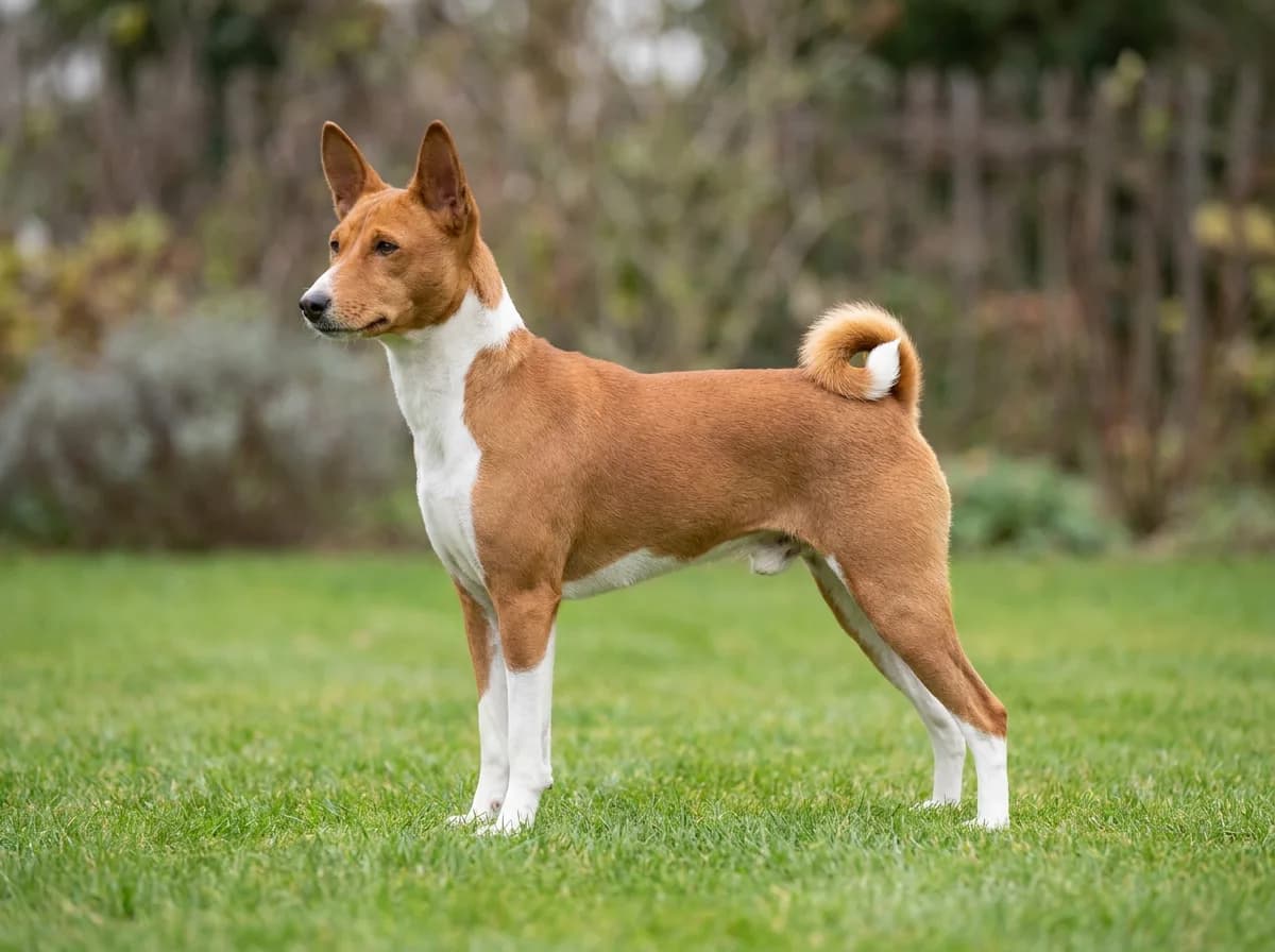 Red-and-white Basenji standing in side profile on grass with upright ears and a curled tail.