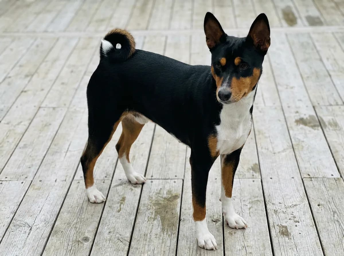 Tricolor Basenji with black coat, tan facial points and white chest and feet.