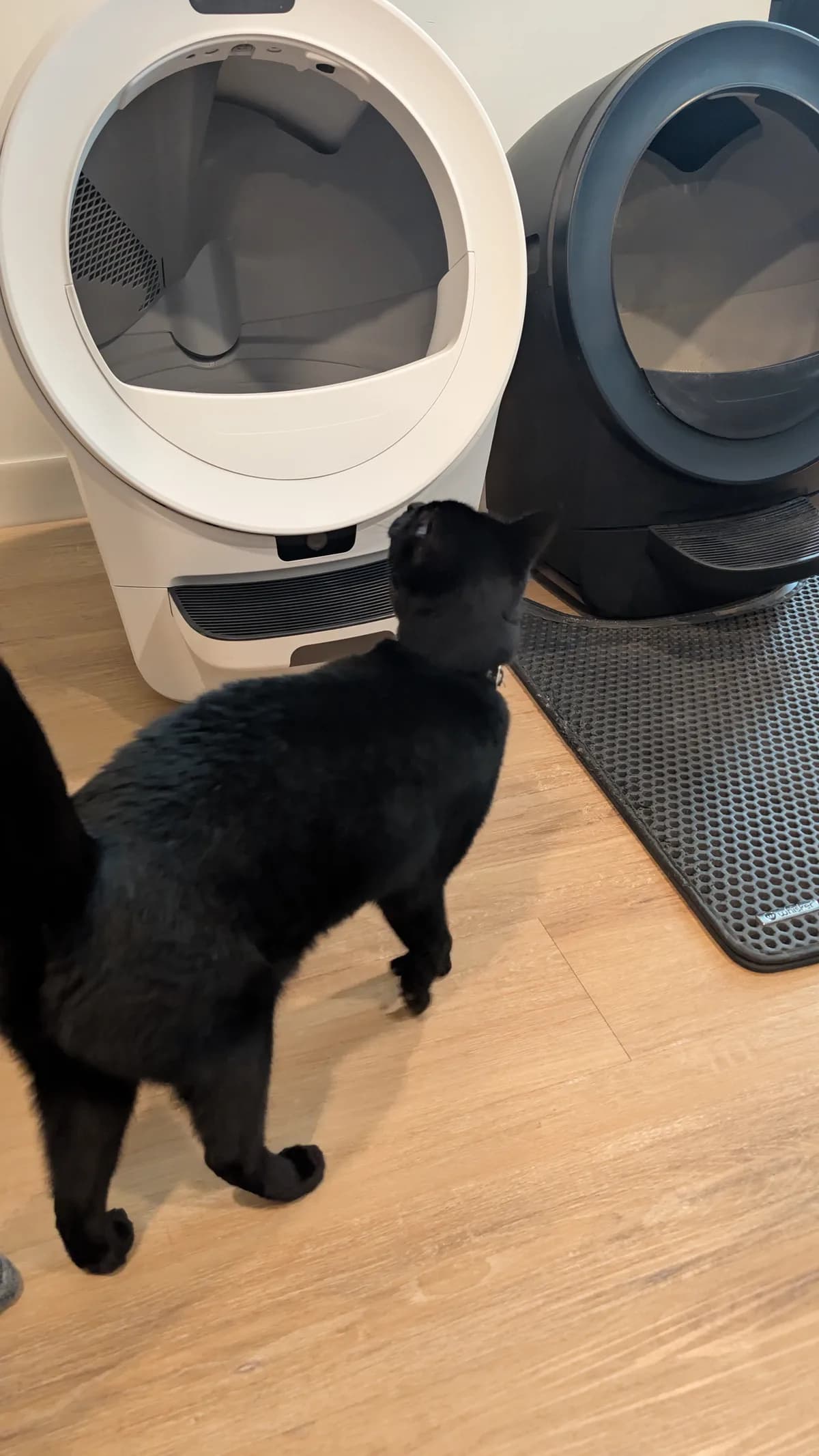 Cats approaching two automatic litter boxes in a home