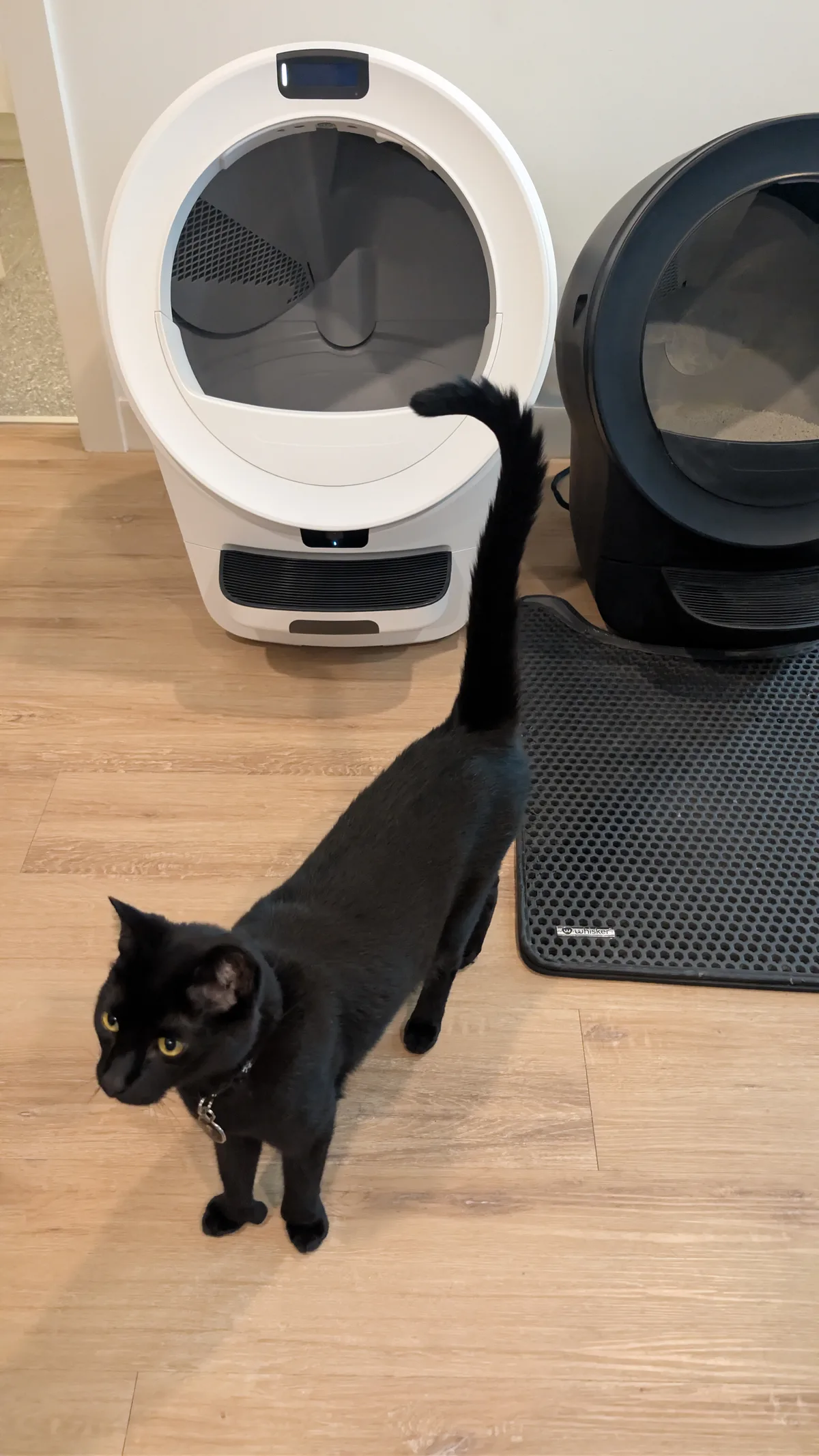 Black cat on a litter mat in front of two Litter-Robot units placed side by side in a room