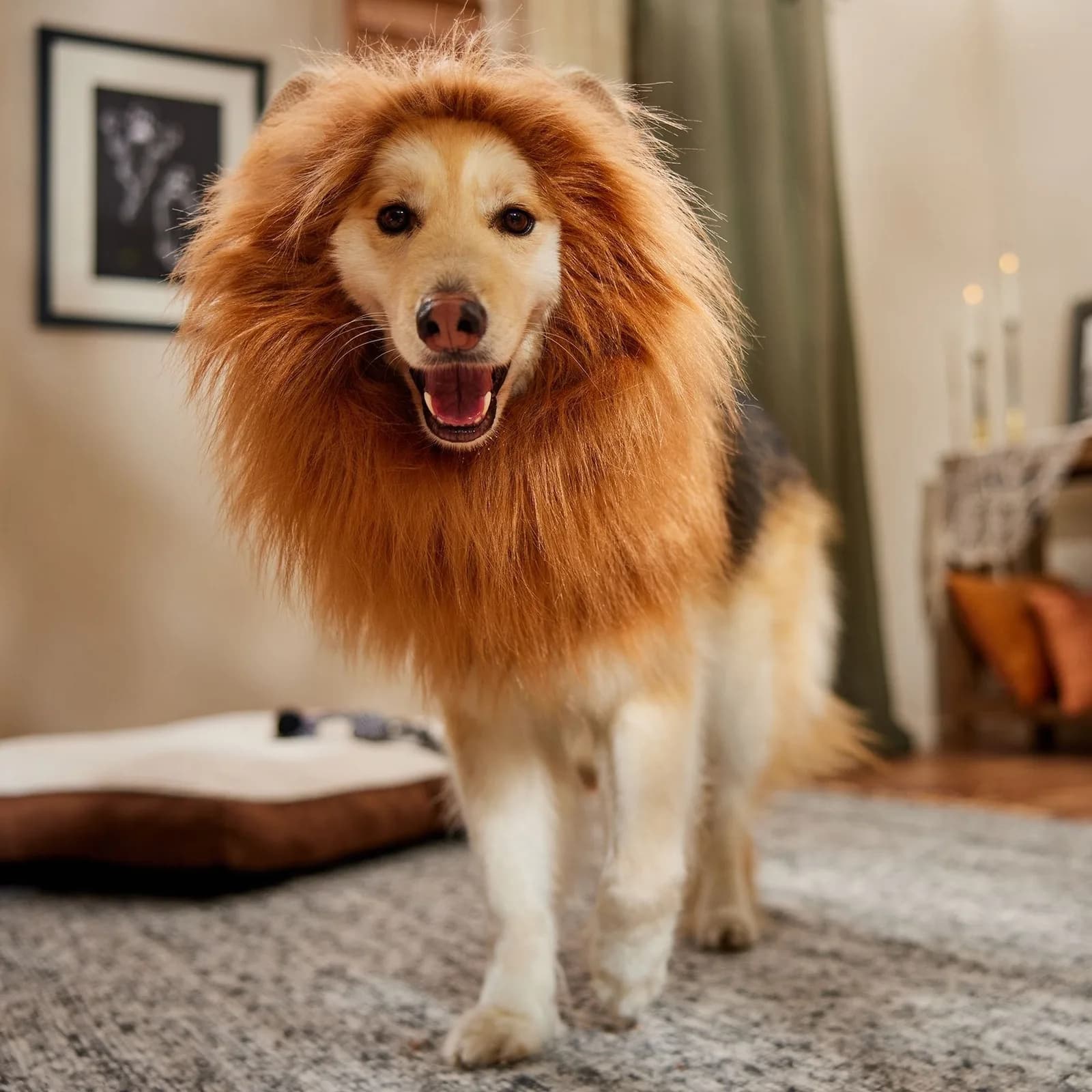 Dog wearing a tawny Frisco lion mane