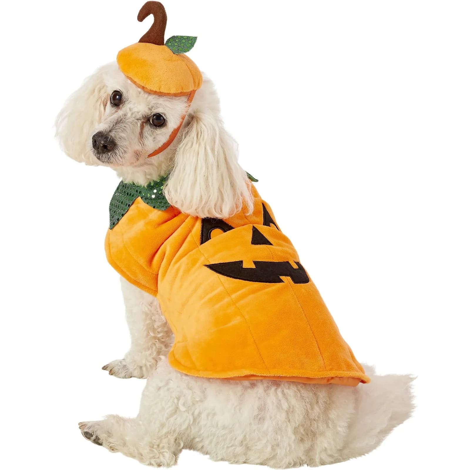 White dog wearing the Frisco pumpkin body costume and separate headpiece