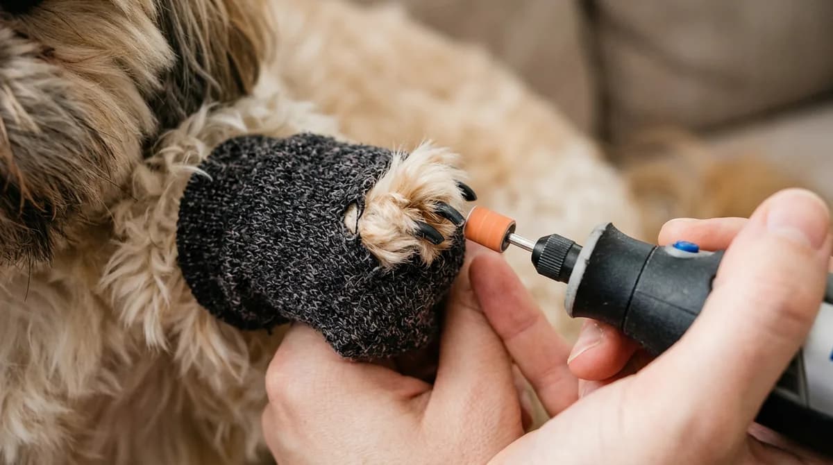 A fluffy dog's paw through a hole in a sock so only the nails show, with a grinder ready