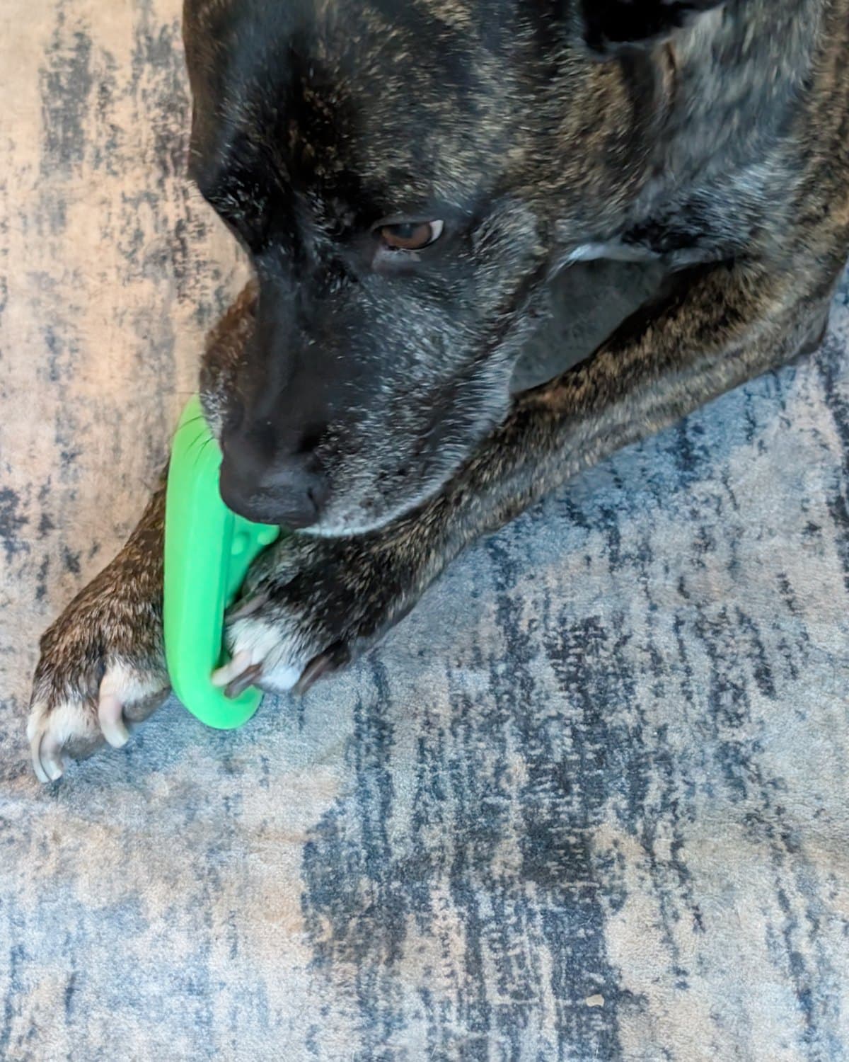 Brindle dog chewing a green BARK rubber toy held between his front paws on a rug