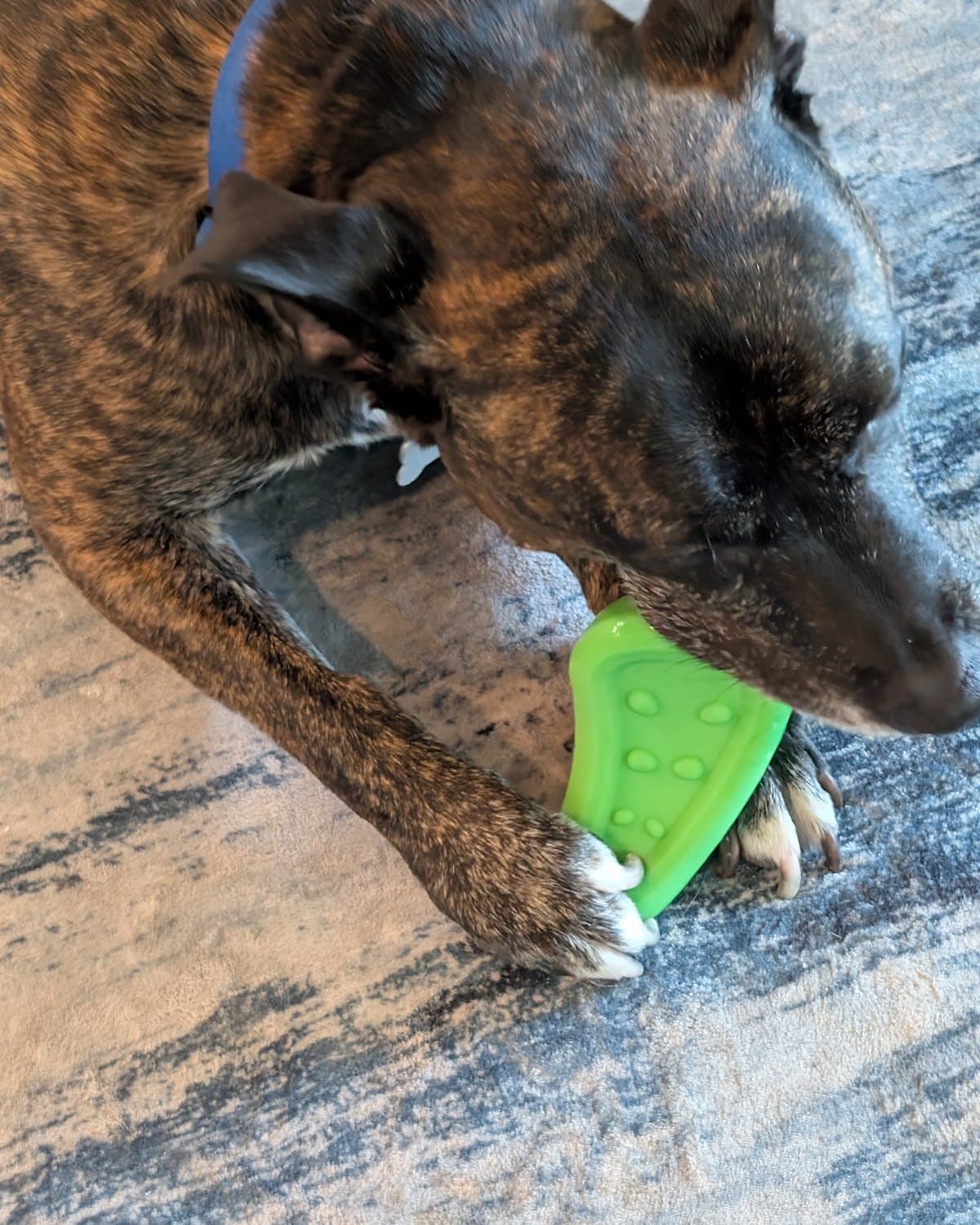 Brindle dog pinning a firm green rubber BARK toy under both front paws