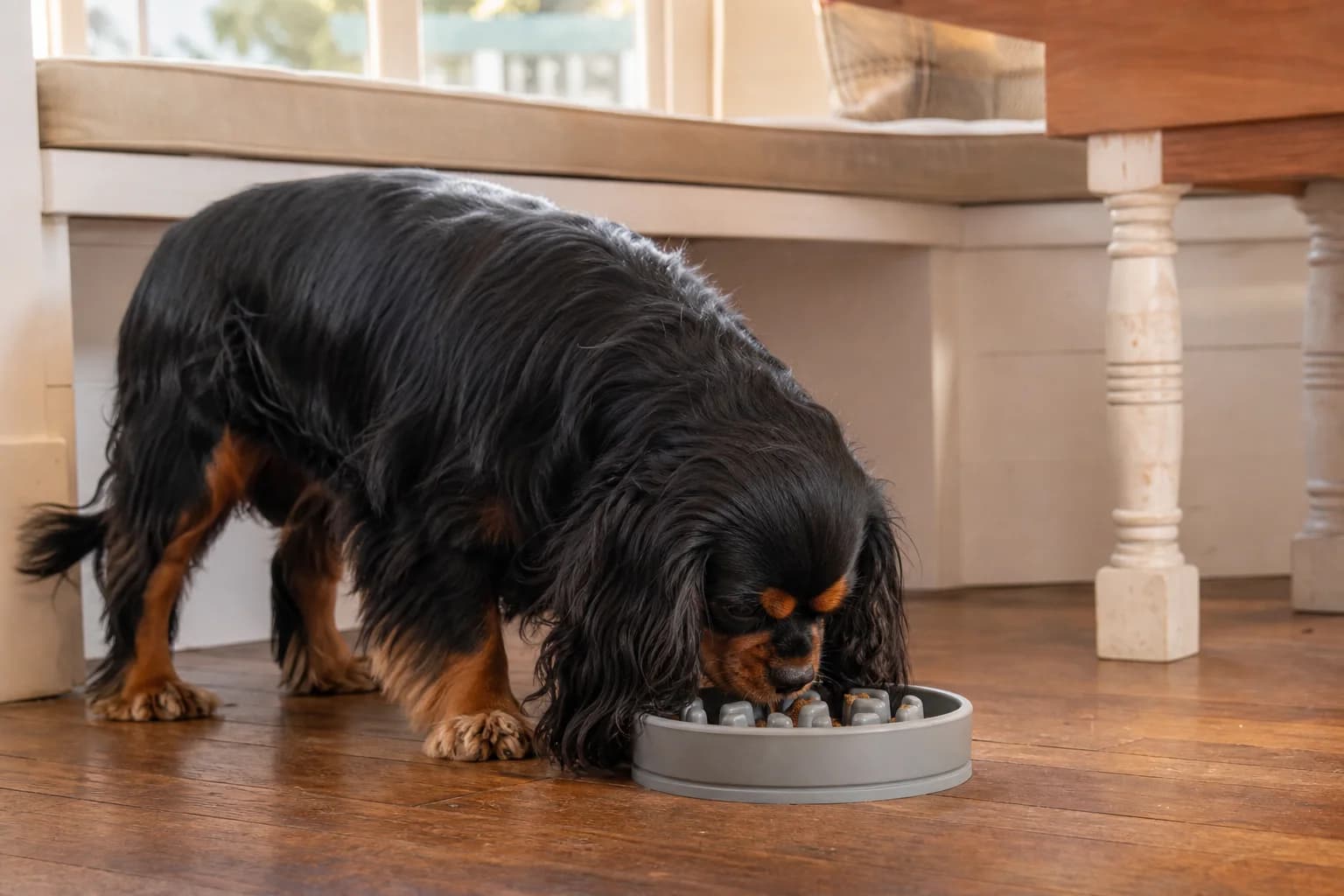 Black-and-tan Cavalier eating from a shallow slow-feeding bowl during a supervised meal
