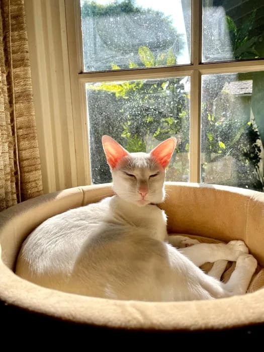 Cat resting in a K&H Thermo-Kitty bed near a window