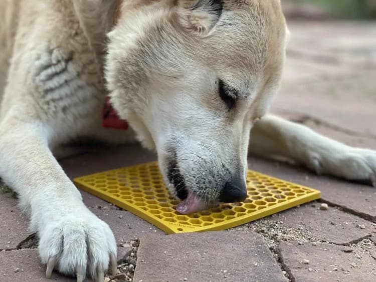Light-colored dog licking a yellow Honeycomb mat on a patio
