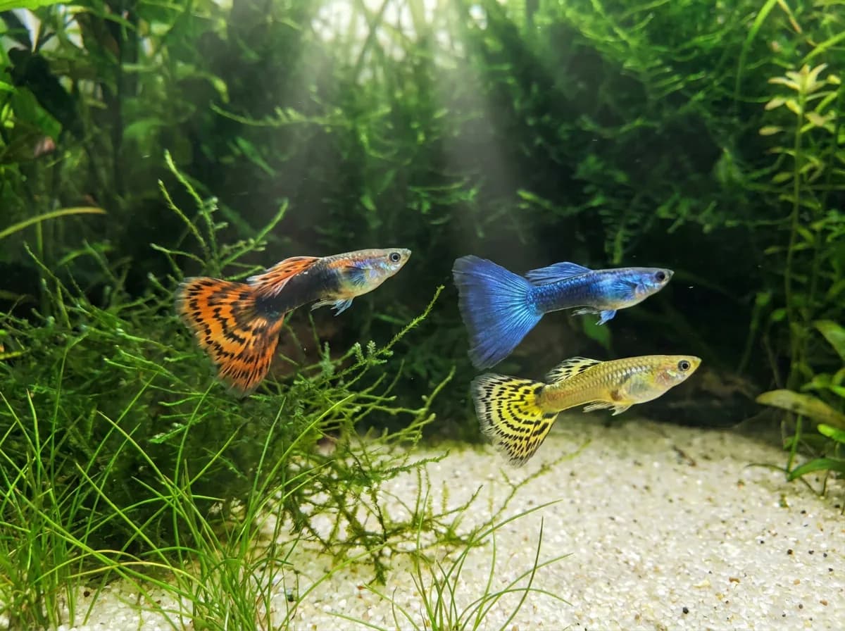 Three colorful guppies swim among fine-leaved aquatic plants.