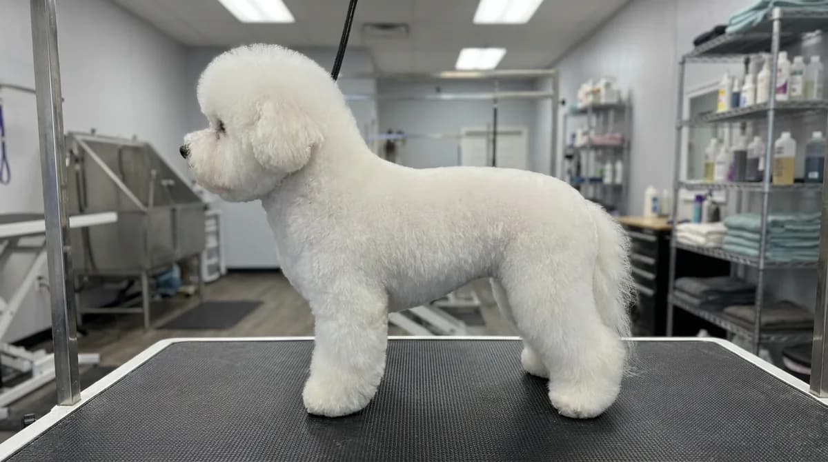 Bichon Frise with a fuller sculpted coat standing sideways on a grooming table.