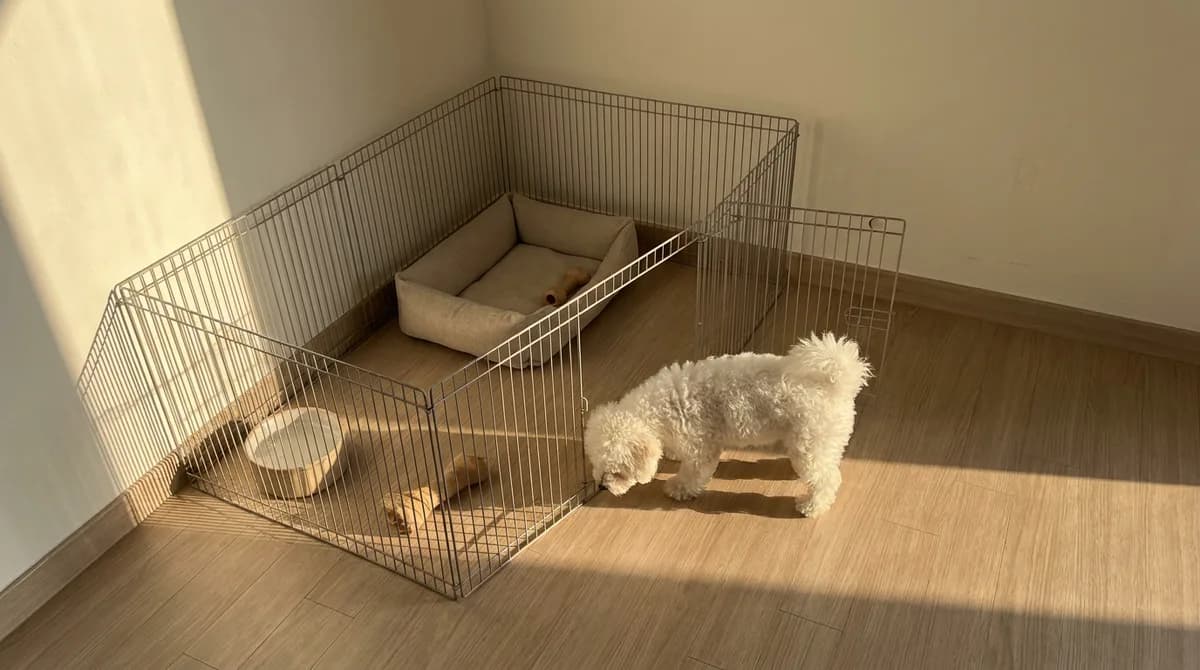 Bichon Frise puppy sniffing the floor beside an open playpen with a bed and water bowl.