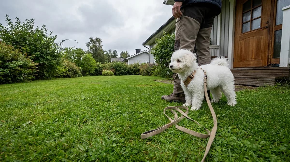 Bichon Frise puppy in a harness beside an adult on grass outside a home.