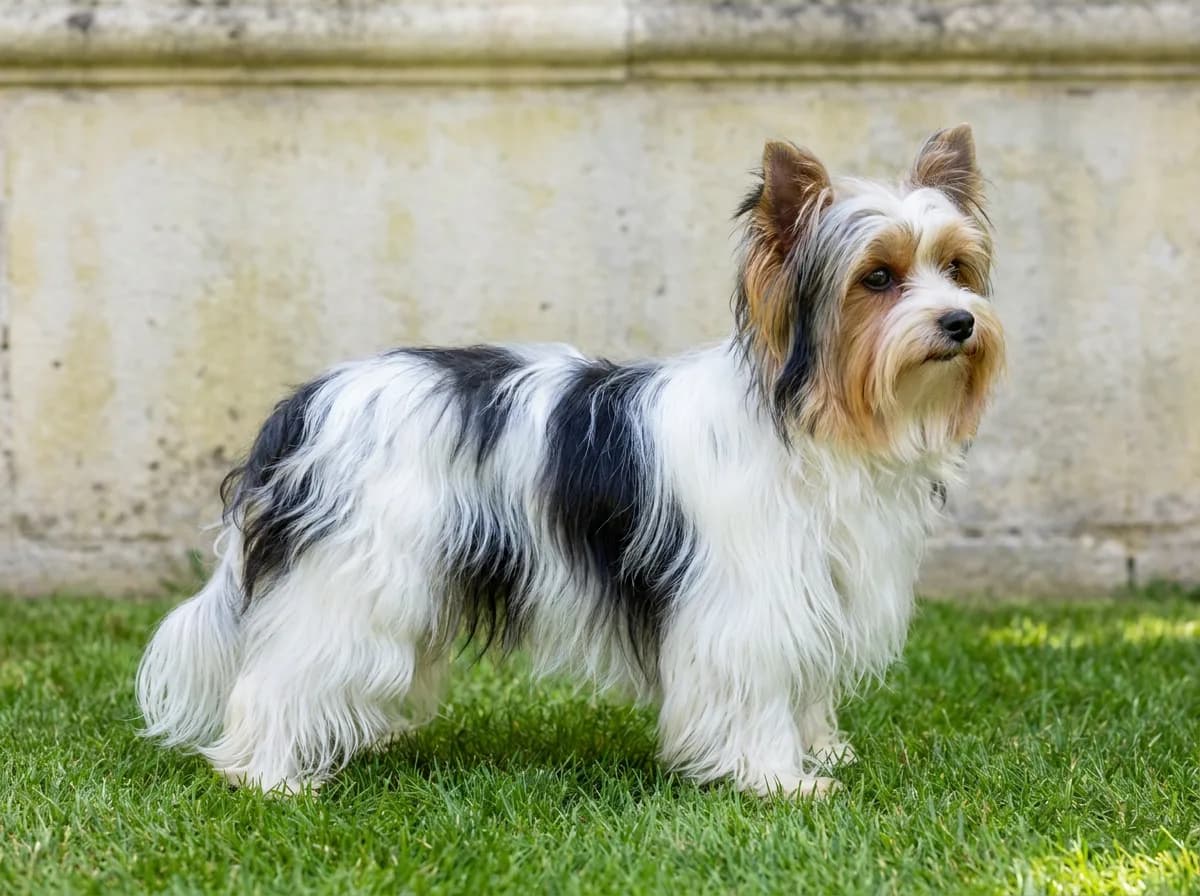 Biewer Terrier in side profile showing white silky hair with dark body patches