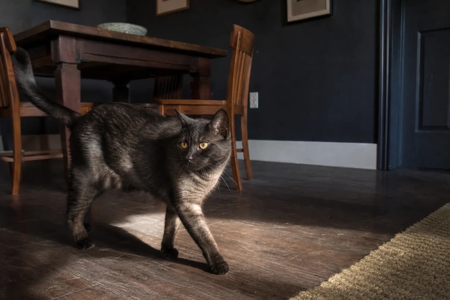 Black-smoke cat walking through side light that reveals its pale undercoat