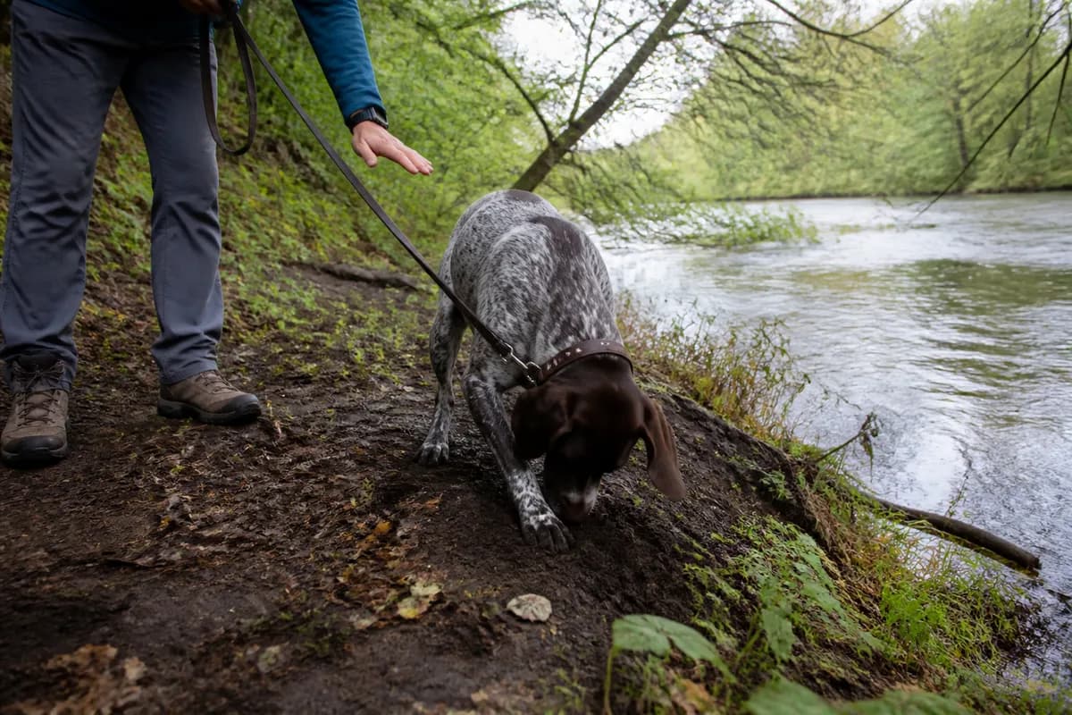 Leashed sporting dog sniffing moist soil beside a wooded riverbank