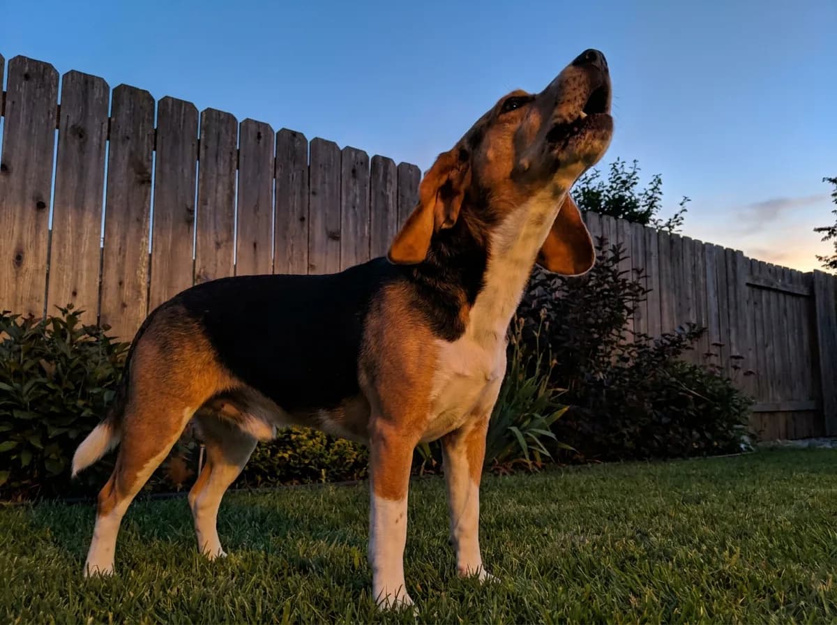 Adult tricolor Beagle with its head tipped back and mouth open, baying beside a wooden backyard fence at dusk