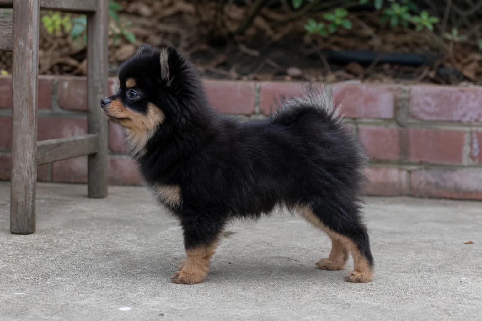 Black-and-tan Pomeranian puppy standing in full side profile on a garden path